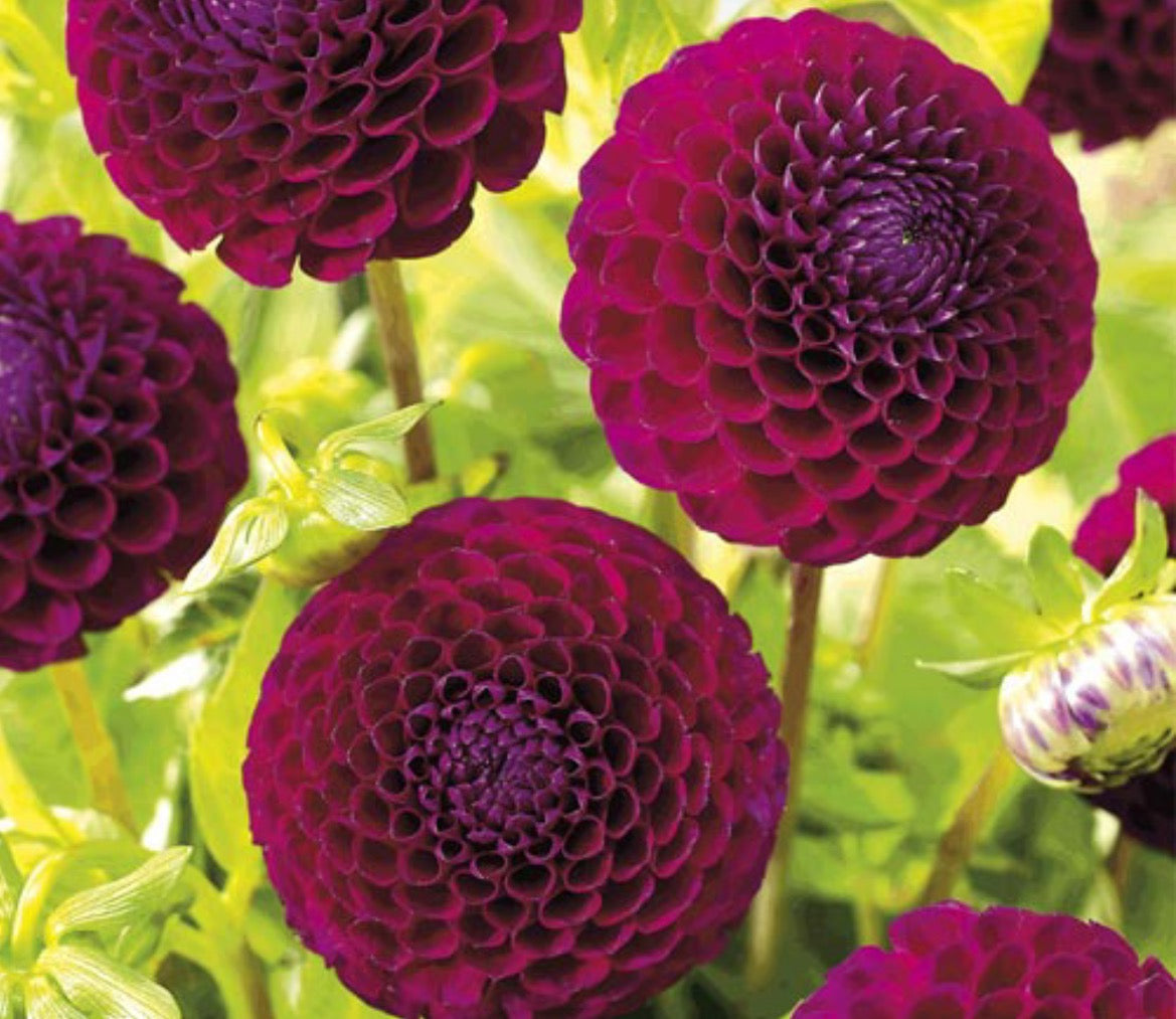 Boxed dahlia with berries