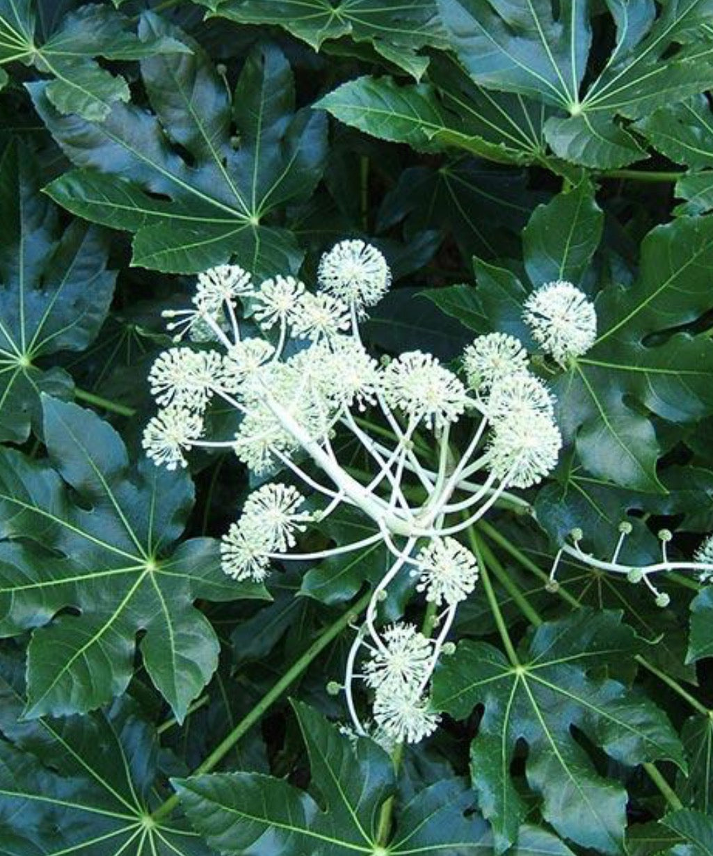 Small box frame with Fatsia and berries