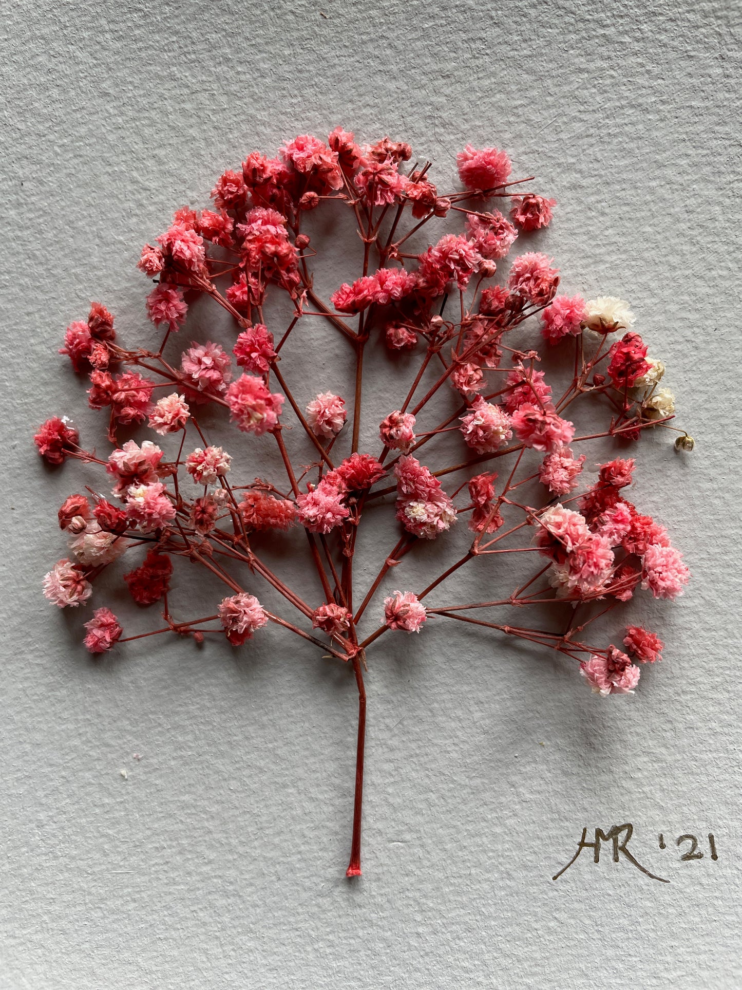 Cerise