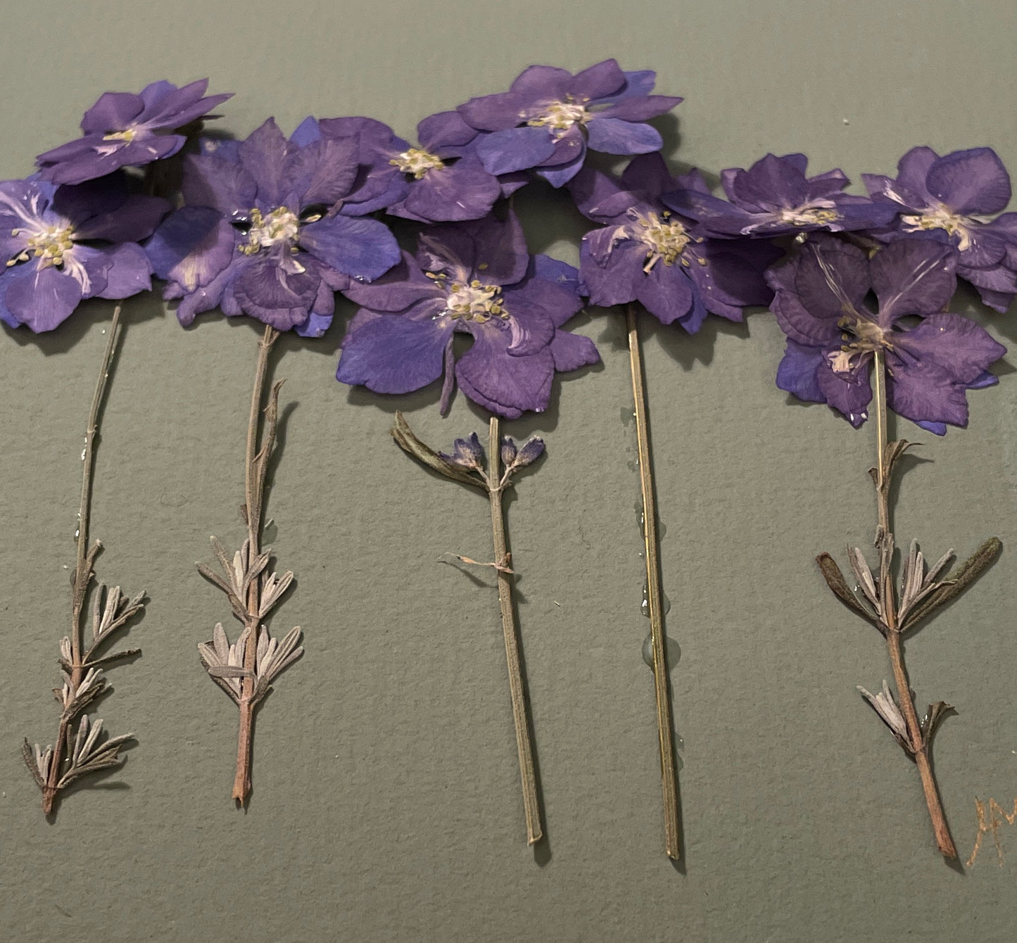 The Spiritual Larkspur