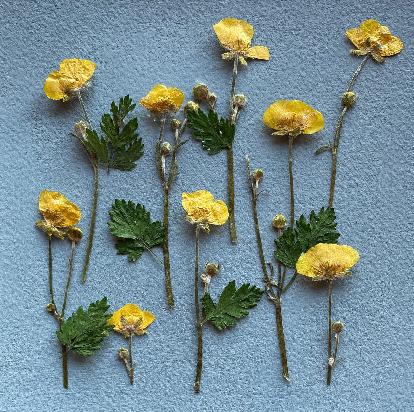 The Neat Buttercup