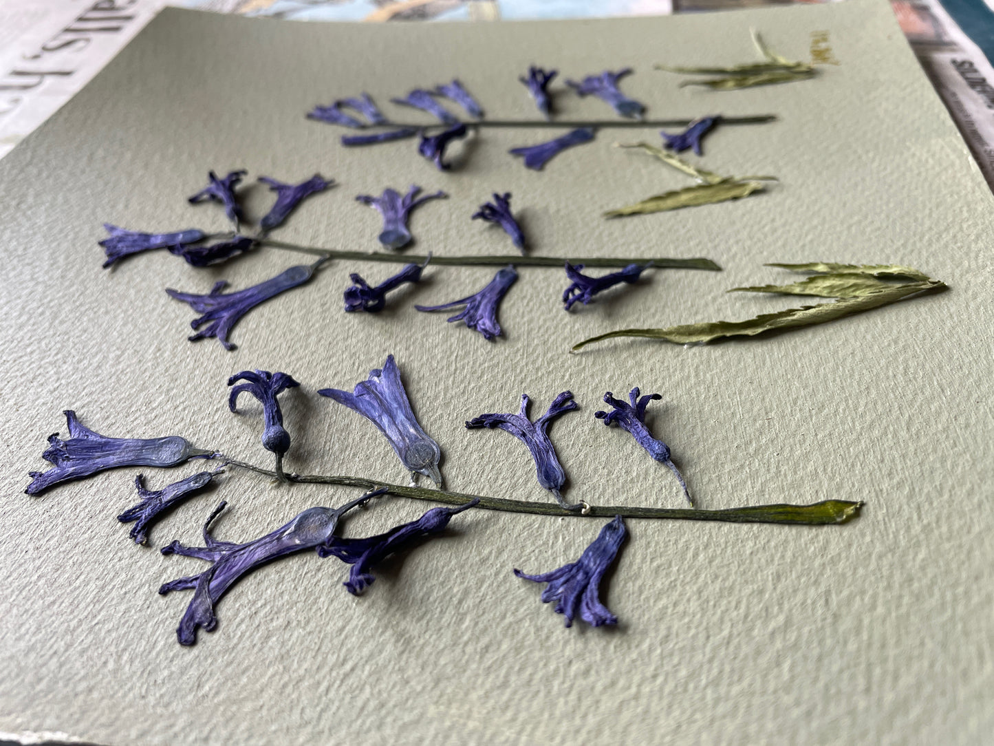 The Enchanted Bluebell