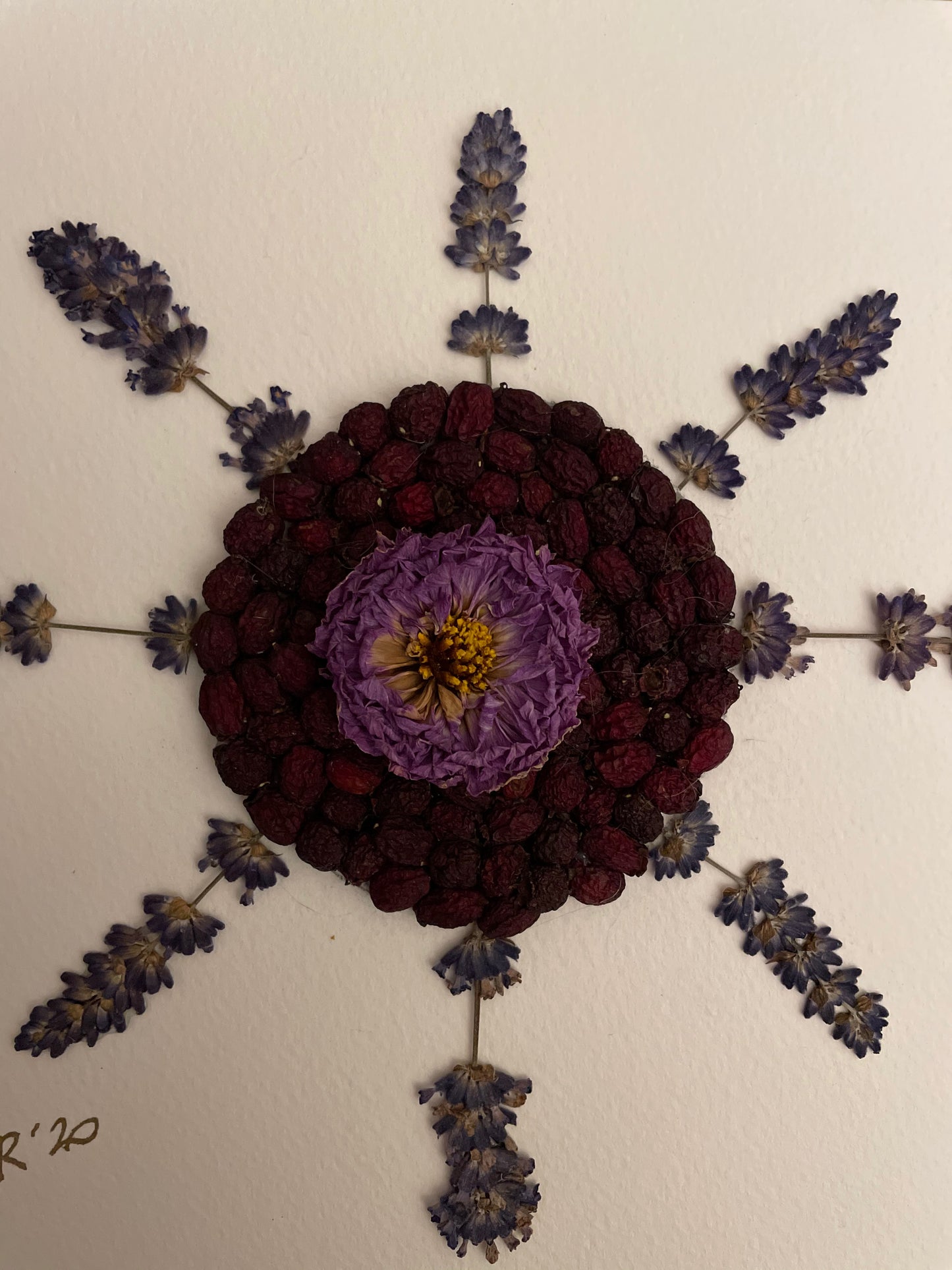 Boxed dahlia with lavender and winter berries