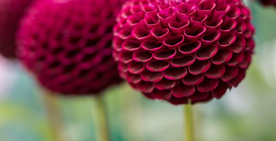 Boxed dahlia with lavender and winter berries