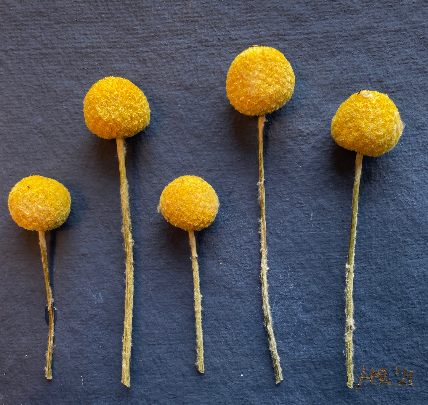 Billy Buttons