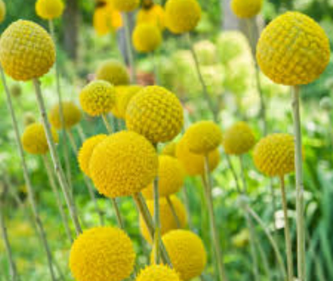 Billy Buttons