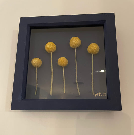 Billy Buttons