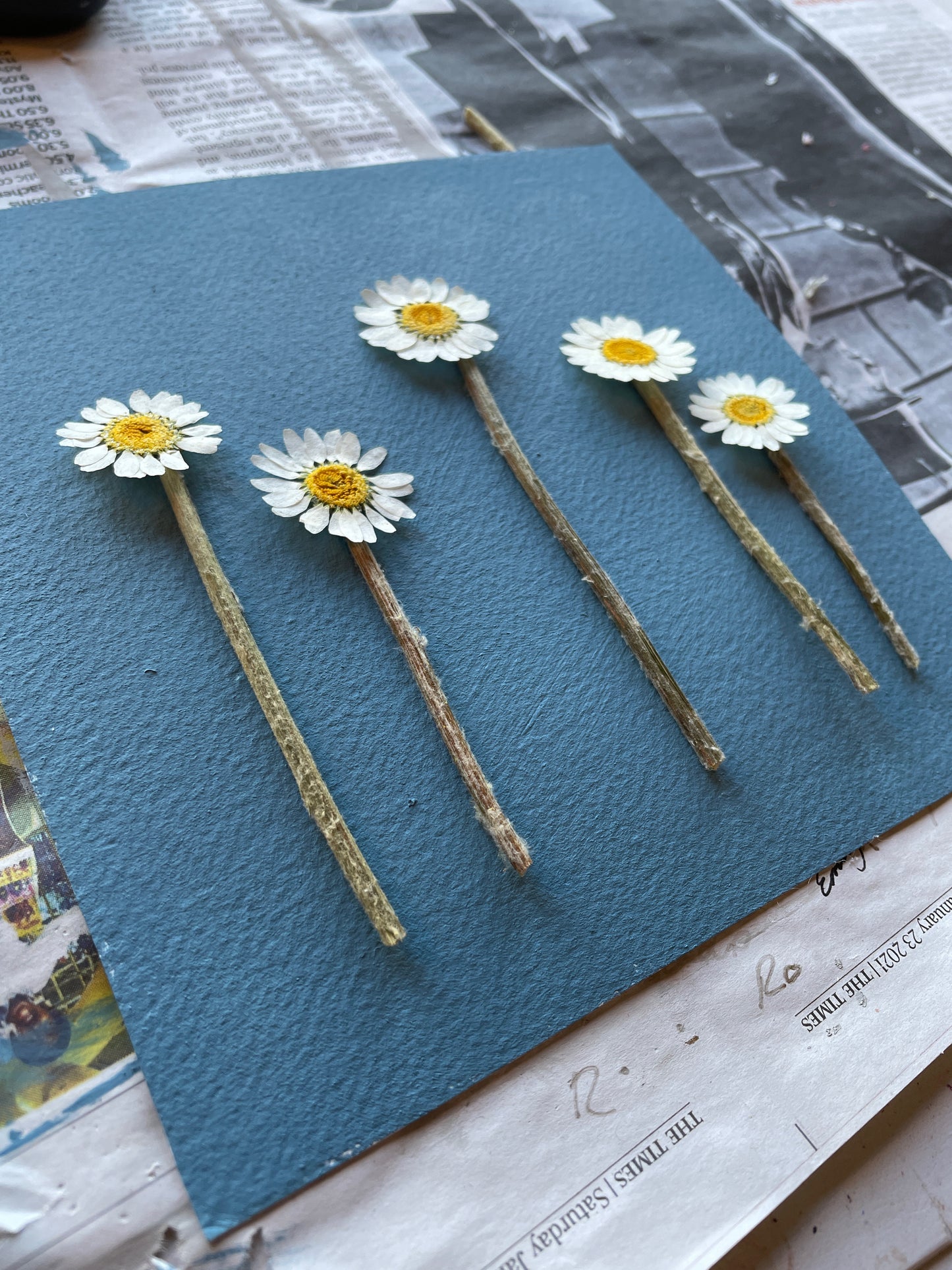Daisy Daisy