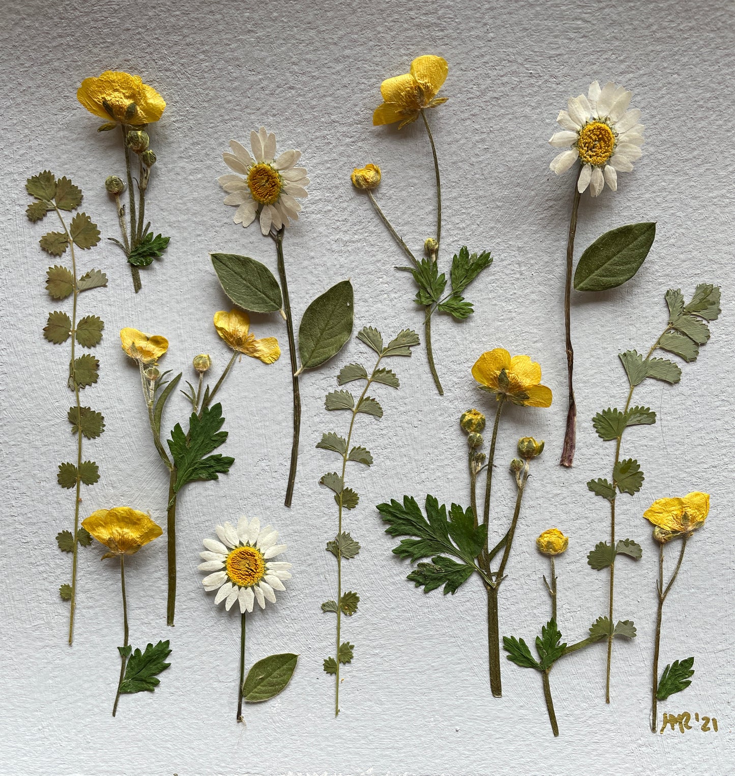 The Wild Buttercup