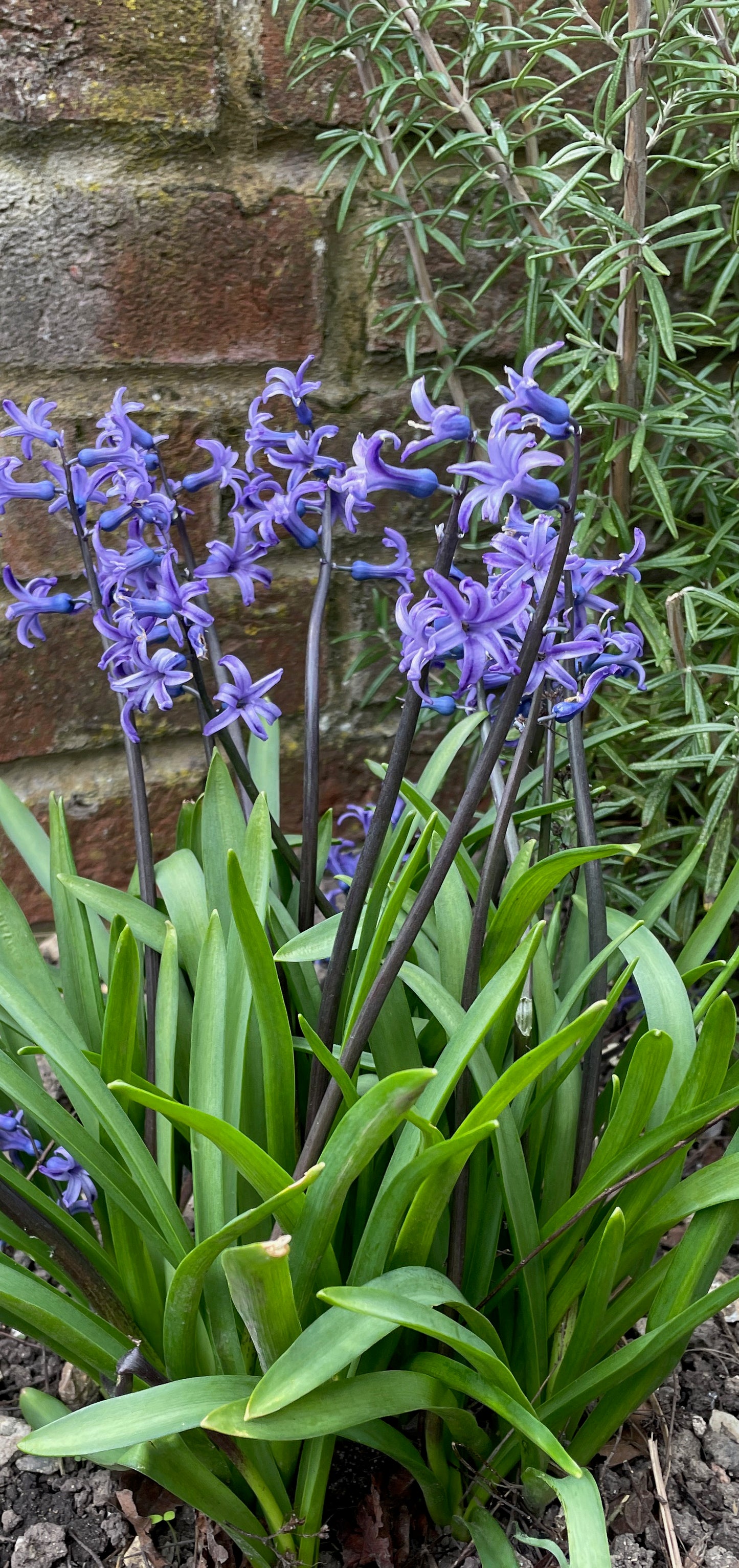 The Enchanted Bluebell
