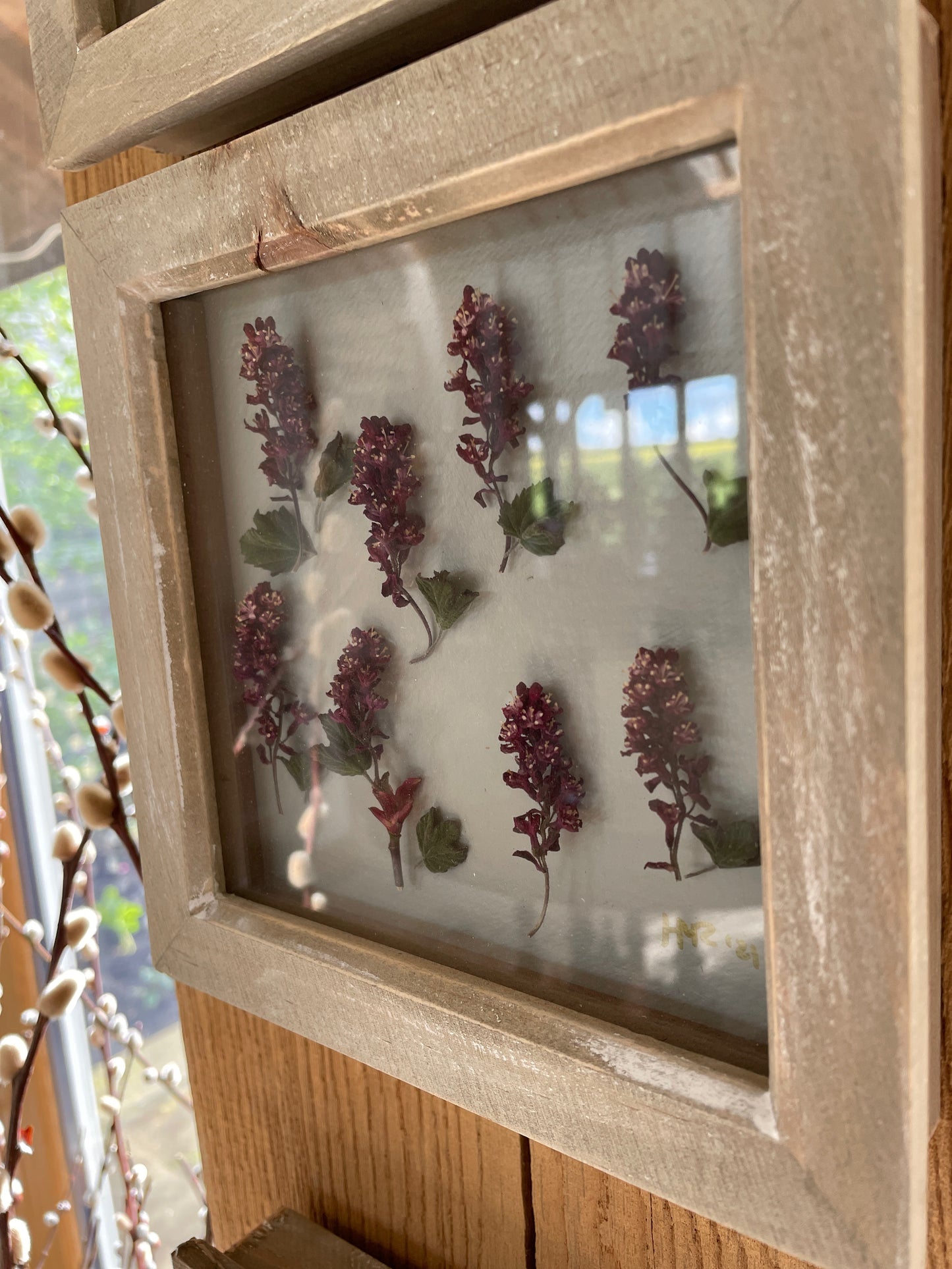 The Flowering Currant