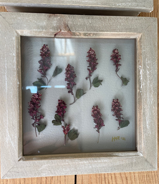 The Flowering Currant