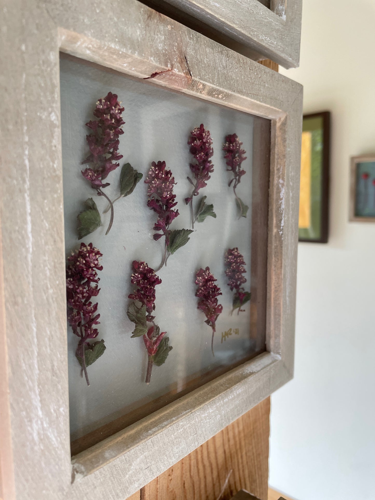 The Flowering Currant