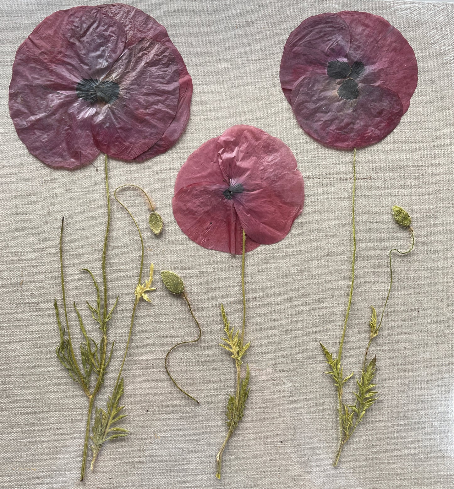 Beautiful Poppy