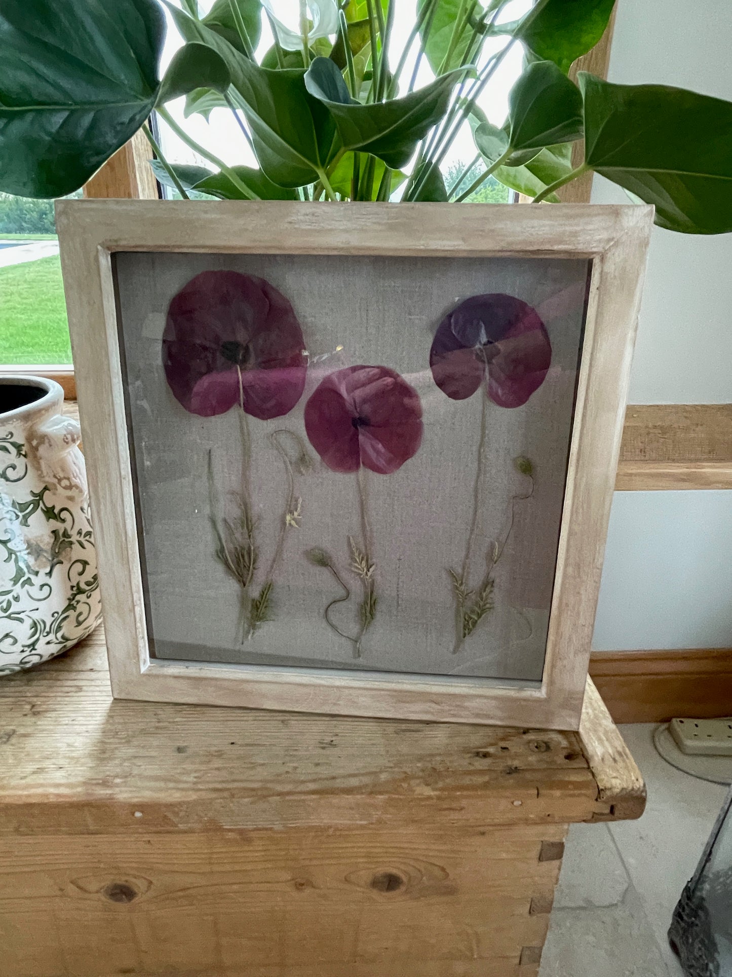 Beautiful Poppy