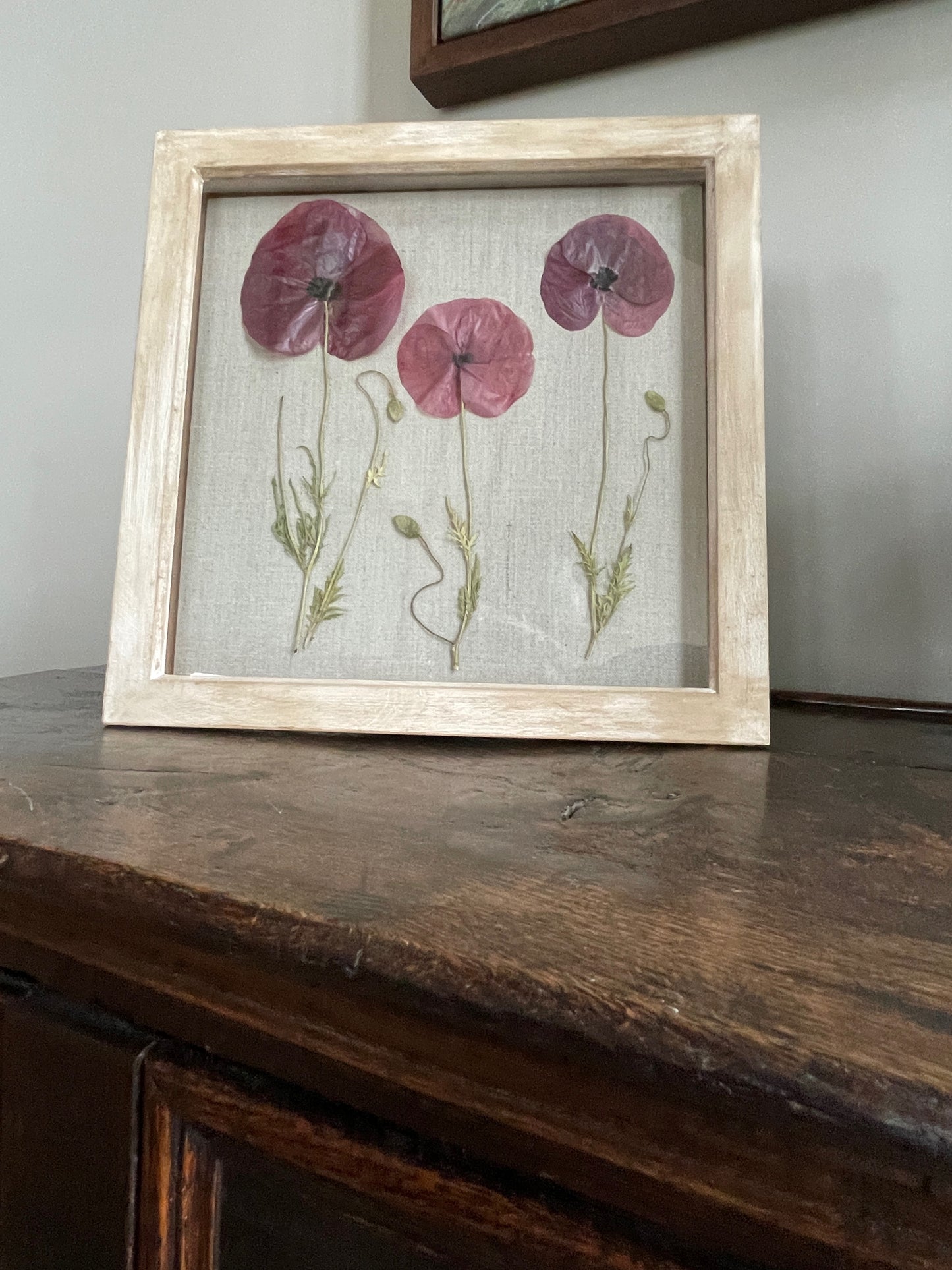 Beautiful Poppy